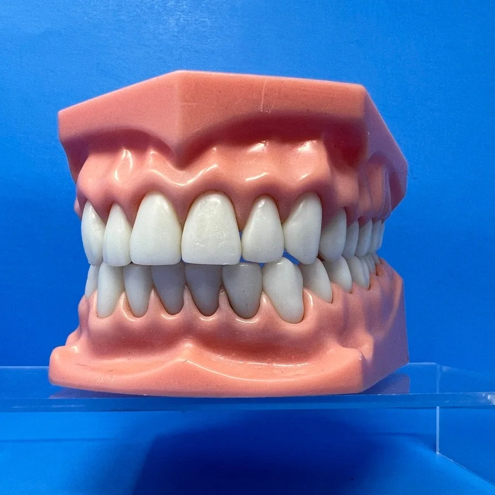 Vtg 1970's Orthodontist Dental Teaching Articulated Jaw Mouth Model Teeth Demo